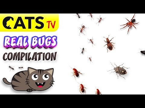 CATS TV - ULTIMATE Compilation 🐜🪲🪳 Real BUGS 🕷️ 3D Sound 🎵 Best games for cats [4K 60FPS]