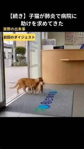 [Continued] A kitten came to the hospital seeking help with pneumonia #rescuedcat #catvideo #stra...