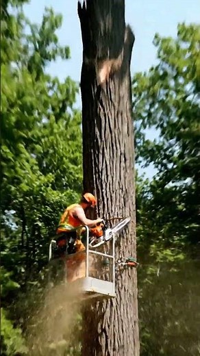Top Lumberjack Expert Reveals Best Tree Cutting Techniques