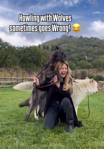 So we post the best wolf howls but for every good reel there are about 5 failed attempts. This is a classic fail as howling can also excite the wolves leading to them using you as an outlet for their excitement. . . . . #wolfhowl #wolf #wolves #wolfpack #highcontentwolfdog