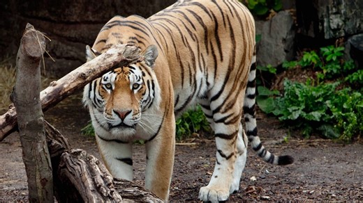 Dänischer Zoo bittet um Kleintierspenden zur Fütterung der Raubtiere