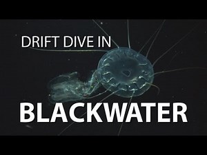 Blackwater Drift Dive | UnderH2O | PBS Digital Studios