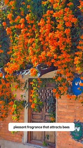 134K views · 1.6K reactions | Trumpet HoneySuckle Coral | Dodo Garden | Facebook