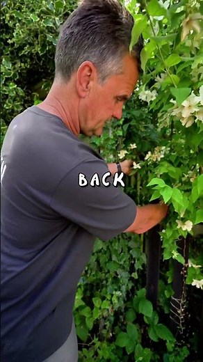 Philadelphus, or mock orange