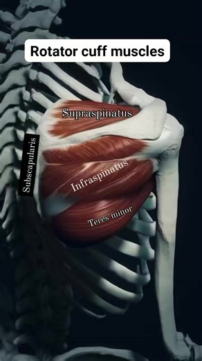 58K views · 958 reactions | #RotatorCuffMuscles #functionalmovement #supraspinatus: abduction #infraspinatus: external rotation #teres minor: external / lateral rotation #subscapularis: medial/ Internal rotation | M.R Physiotherapy and Rehabilitation Center | Facebook