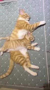 Identical Mama & Kitten Twins, Talking Cats & Funny Meows | Viral Cat Compilation