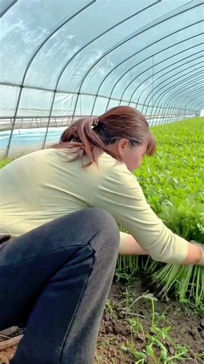 harvesting fresh green vegetables in a greenhouse for a productive farm and a healthy food project