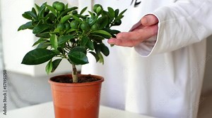 Citrofortunella microcarpa. tree calamondin in a pot. Natural background with calamondin young green immature fruit in foliage. houseplant care. Spraying water on plant with a spray bottle at home.