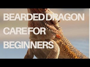 Bearded Dragon Care for Beginners | Complete Daily Guide