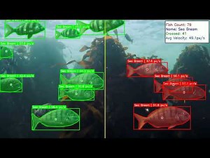 Real-Time Sea Bream Detection and Tracking System Using YOLO and FPN