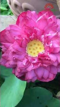 5 types of lotus flowers that are easy to grow