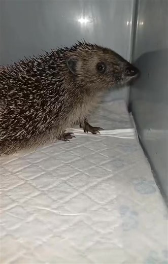 Munchie ♥️ Munchie has started her last round of treatment for ringworm but is already looking so much better. Where you can see the patch of bald skin it was originally thick crusty skin infected with ringworm but just look at it now .. normal skin just waiting for floof to regrow 🥳😍. #munchie #ringworm #amazing #teamrrhh | Ryston Rachel's Hedgehog Hotel