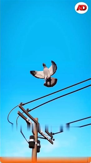 What Happens If a Bird Sits on a Power Line?” ⚡🐦