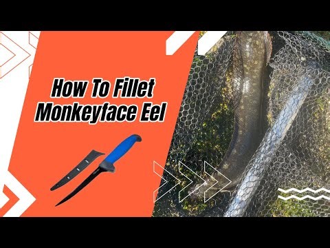 Filleting Monkeyface Eel (How To)