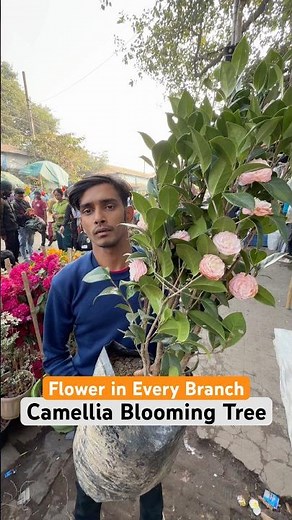 Camellia COVERED in Blooms! 🌸😍 | Wild Flowering at Bapon Nursery #shorts