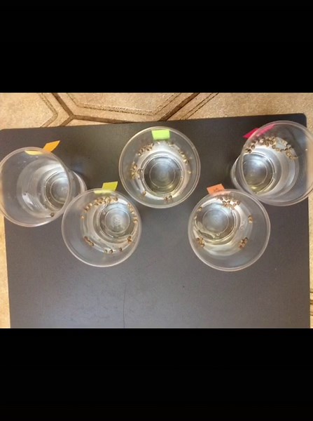 DIY Seed Pod Garden: Grow Your Own Vegetables Easily