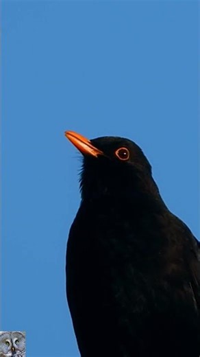 Common Blackbird song,Svarttrost,Merle Noir Chant,Il canto del Merlo,Amsel Gesang,Κελάηδημα #shorts