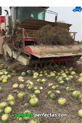 Why Watermelon Crushing is Fascinating and Fun