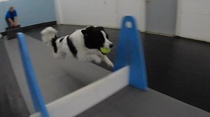 Flyball popularity growing, dogs compete in Milwaukee