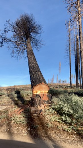 Piper Bates on Instagram: "More days like this please😍 nice and open with the tree leaning into the lay?! That is what dreams are made of.🙌 #treework#timberfalling#timber#lumberjack#lumberjill#timberfallersdoitbetter#axe#wedges#felling#caldorfire#livelaughloggingit"