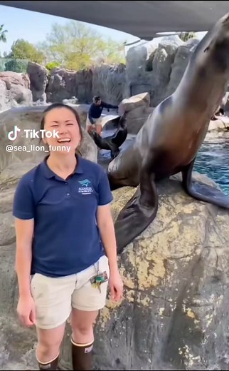Hilarious Sea Lion Moments Uncovered
