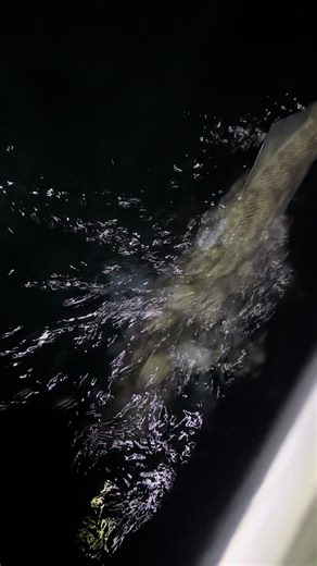 Columbia River Walleye Fishing Experience