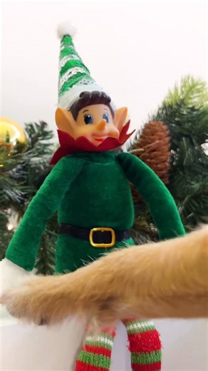 Petco on Instagram: "No shelves needed for this new holiday tradition 👀 Meet our friend Frog on the Log and get ready to play hide & seek every day until Christmas!"