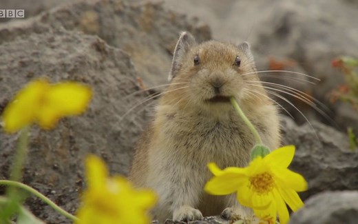 纪录片.动物之品行不端.S01E01.2018[高清][英字]