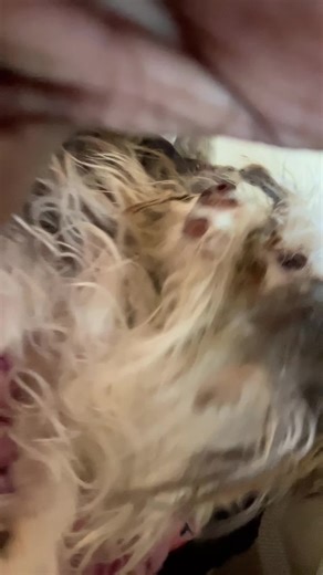 … he got possessed by the sound #viral #fyp