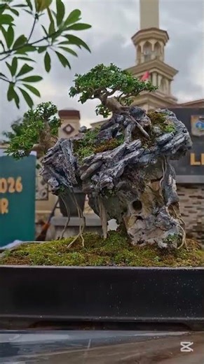 Top 3 Easiest Bonsai for Beginners