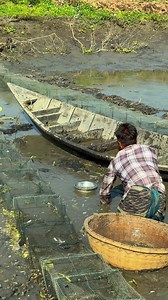 দেশীয় পদ্ধতিতে মাছ ধরা হচ্ছে বিলে #fishing #bdfish #handfishing #fishvideo | Bengali Fishing bd