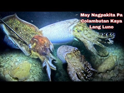 Ep 709 may Nagpakita Pa Colambutan Kaya Lang Luno night spearfishing Philippines