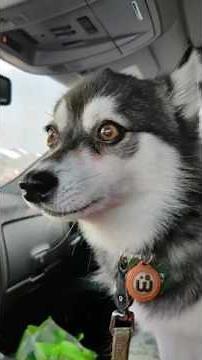 Alaskan Klee Kai talking and howling