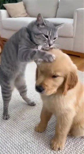 From Fierce to Gentle: Cats Sudden Switch with Big Dog #PetDynamics #CatAndDog