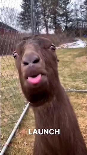 The Spitting Secret of the Alpaca! 😲🐪 #alpaca #Animals