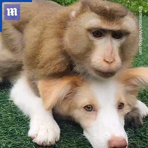 31K views · 300 reactions | This is a visual representation of me and my best friend!  via Shutterstock | Daily Mail Video | Facebook