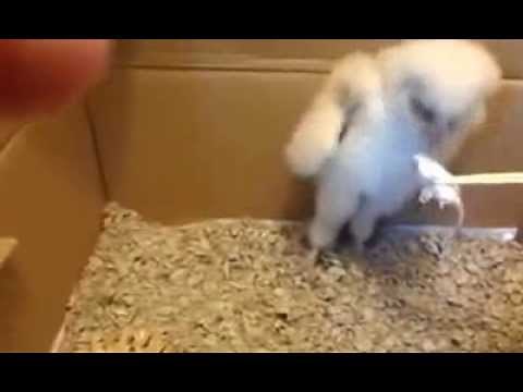 Baby barn owl eating mice