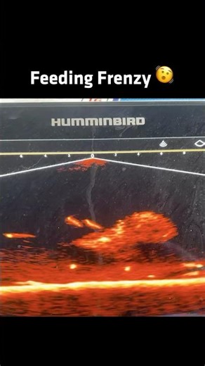 MEGA Live 2 Showcasing Mother Nature's Food Chain 👀 #Humminbird