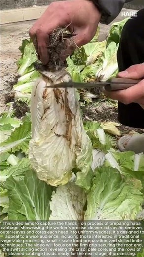 Rapid Culinary Workflow: Streamlined Cabbage Head Cleaning