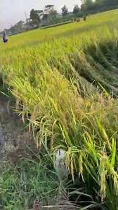 cánh đồng quê hương tuyên quang