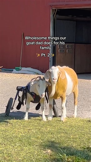 Even more things goat dad Merlin does for his daughter Lolli at The Gentle Barn sanctuary 🥹🫶 | The Gentle Barn