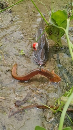 Intelligent Fish #fishingvideo #fish #bigfish #fishing | Epic Fish Catcher FB