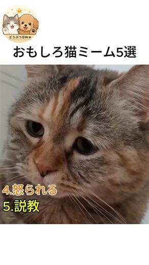 おもしろ猫ミーム5選