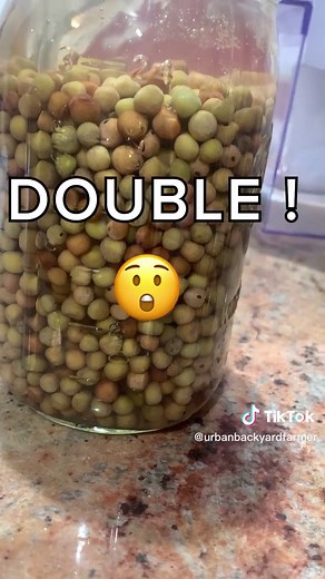 Urbanamateurnaturalist on TikTok