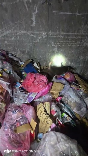 Recycling Plant rat catching pest control with dogs