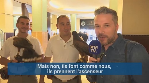 161K views · 515 reactions | Contre les mouettes "pique-assiettes", l’hôtel Martinez à Cannes a trouvé la parade | BFMTV | Facebook