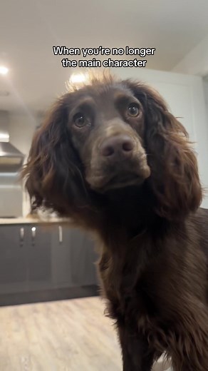 Same Girl, Same: Cocker Spaniel Puppy's Adorable Reaction