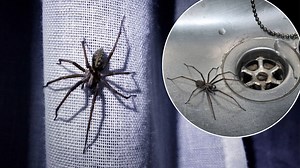 Thousands of spiders to invade UK homes as mating season kicks off