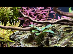 Setup and Operation Explanation of Fluval Flex 15 Gallon Low Tech Planted Aquarium