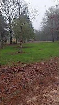 Follow up to planting winter rye grass in the woods